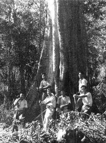 �t�B�Q�C�����̉���