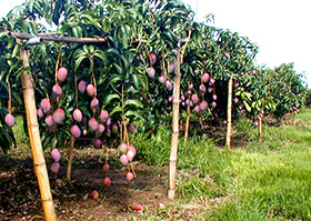 �}���K����Ȃ�