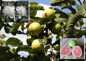 �S���o�̉ԂƎ��A�ꏏ�ɂ��Ĉ�N�������Ȃ葱���܂��B