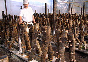 ���蒆�̞ɖ؁i�ق����j�B